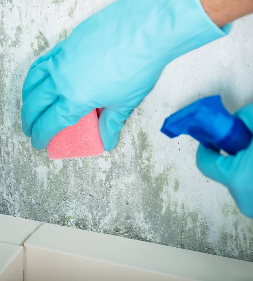 mold cleaning